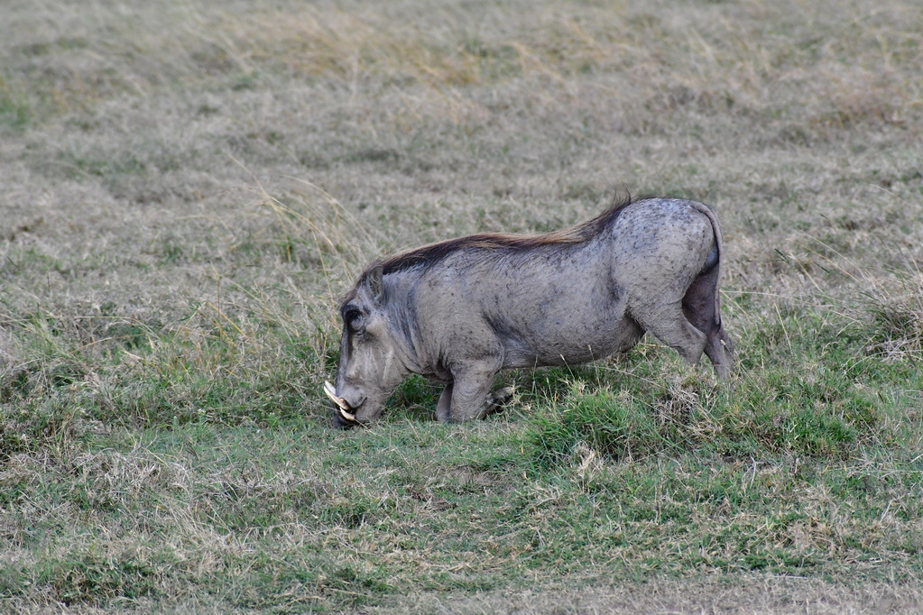 Ol Pejeta Conservacy
